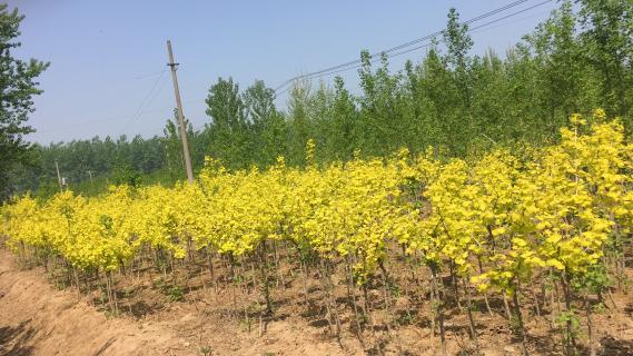 明光市市委书记被欧陆娱乐企业文化深深感动 | 深入沟通合作空间广阔